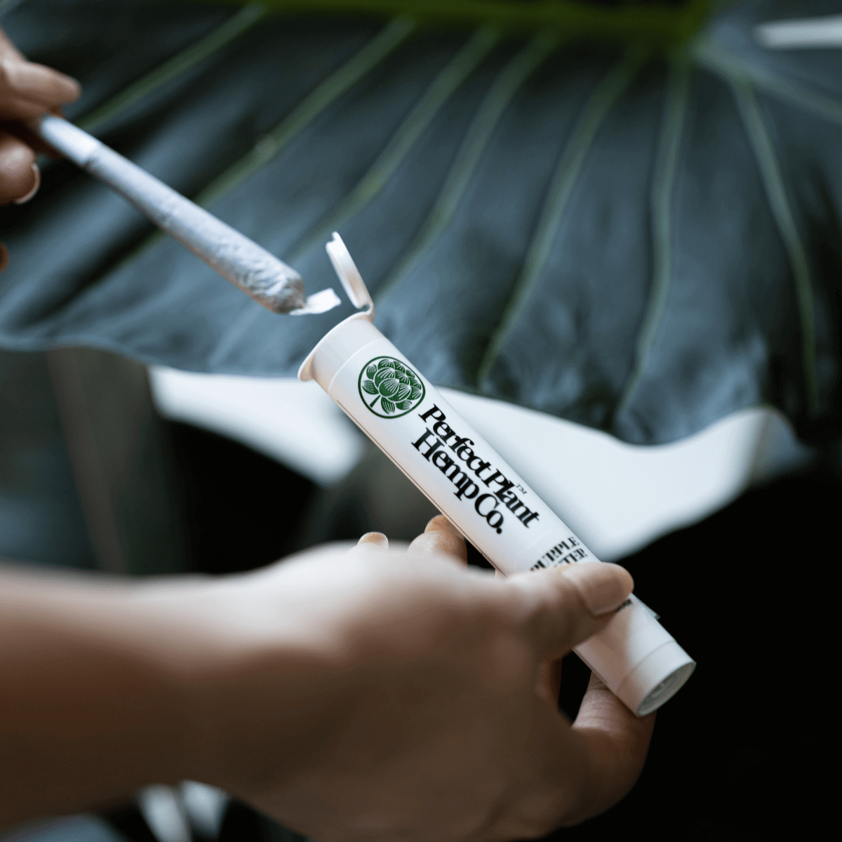 Cannabis Delivery Nashville - Cannabis Delivery Services In Nashville