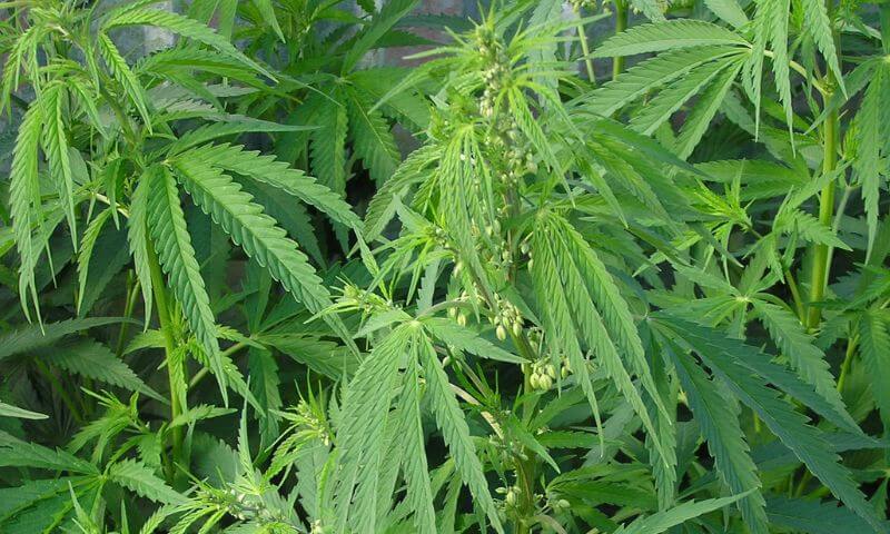Cannabis Ruderalis: What Exactly Is Cannabis Ruderalis?