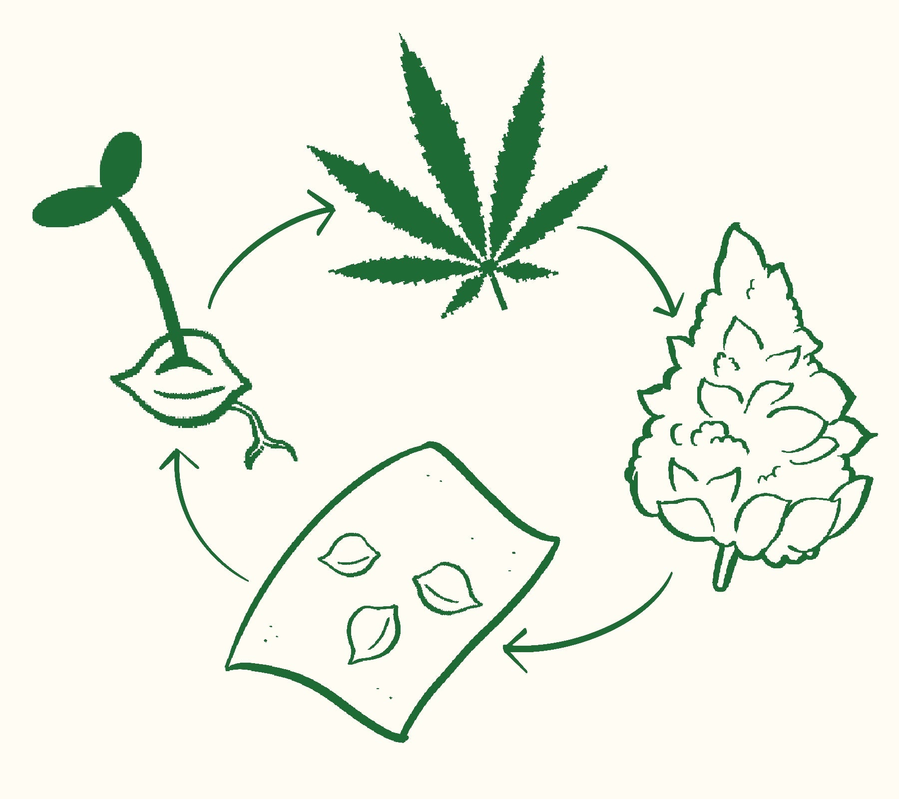 The Marijuana Growth Cycle: Breaking Down the 4 Stages