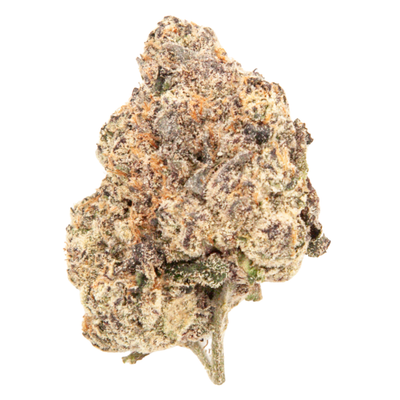 Close-up of Benni Madonna THCa flower bud, dense and frosty with purple and orange hues
