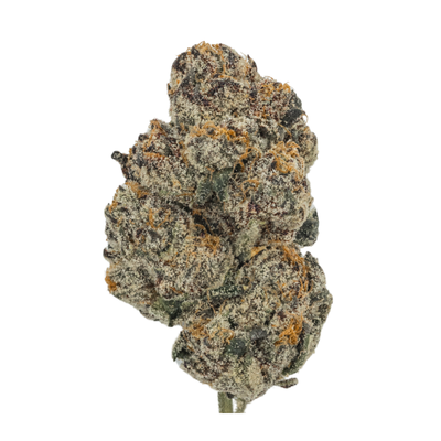 Black Cherry Gelato THCa flower bud with dense, frosty trichomes and purple hues