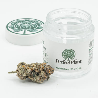 Close-up of Black Cherry Gelato THCa flower nug in front of open glass jar on white background
