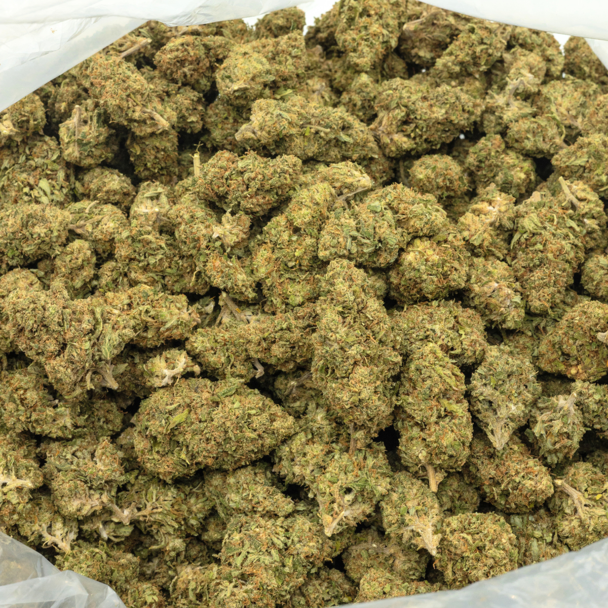 Cake Berry Brulee CBD Flower