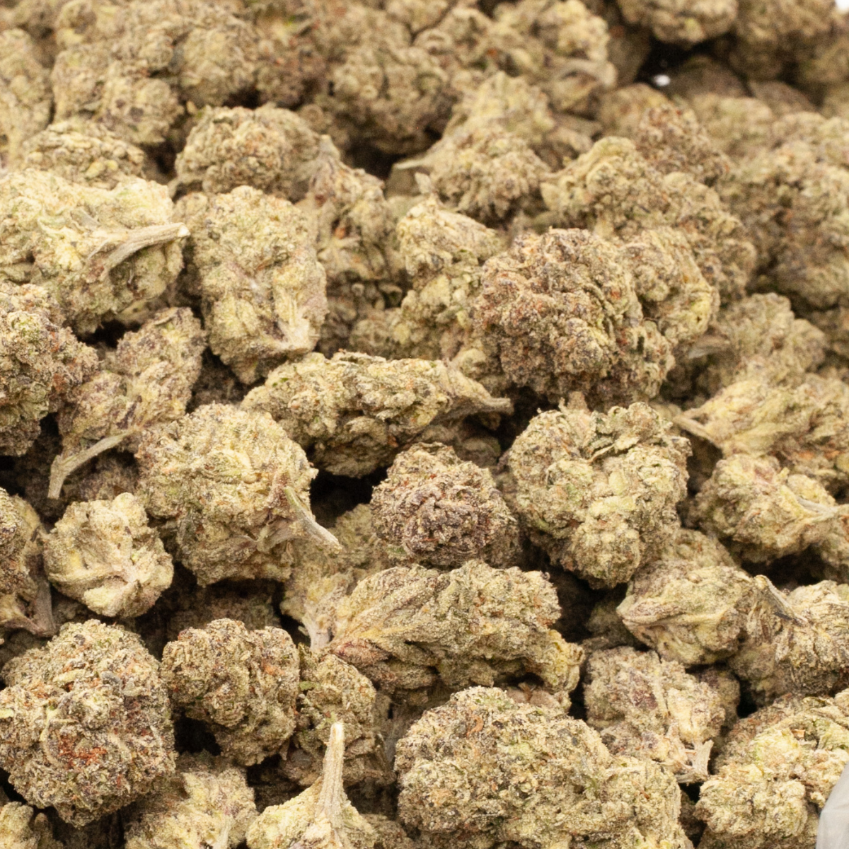 Close-up of Jet Fuel THCa hemp flower buds, dense, light green with orange hairs