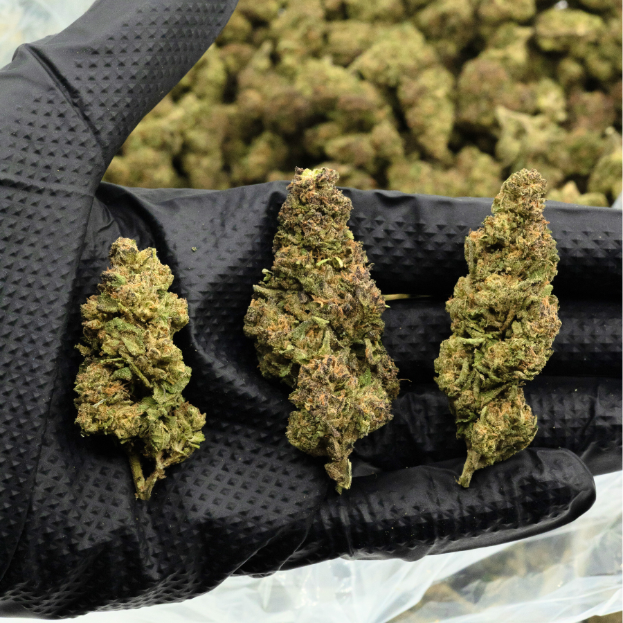 Three Orange Crush THCa flower buds on black gloved hand, close-up, hemp product